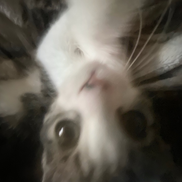 Meet your Posher, Silverpetalss - Picture 1 of 1